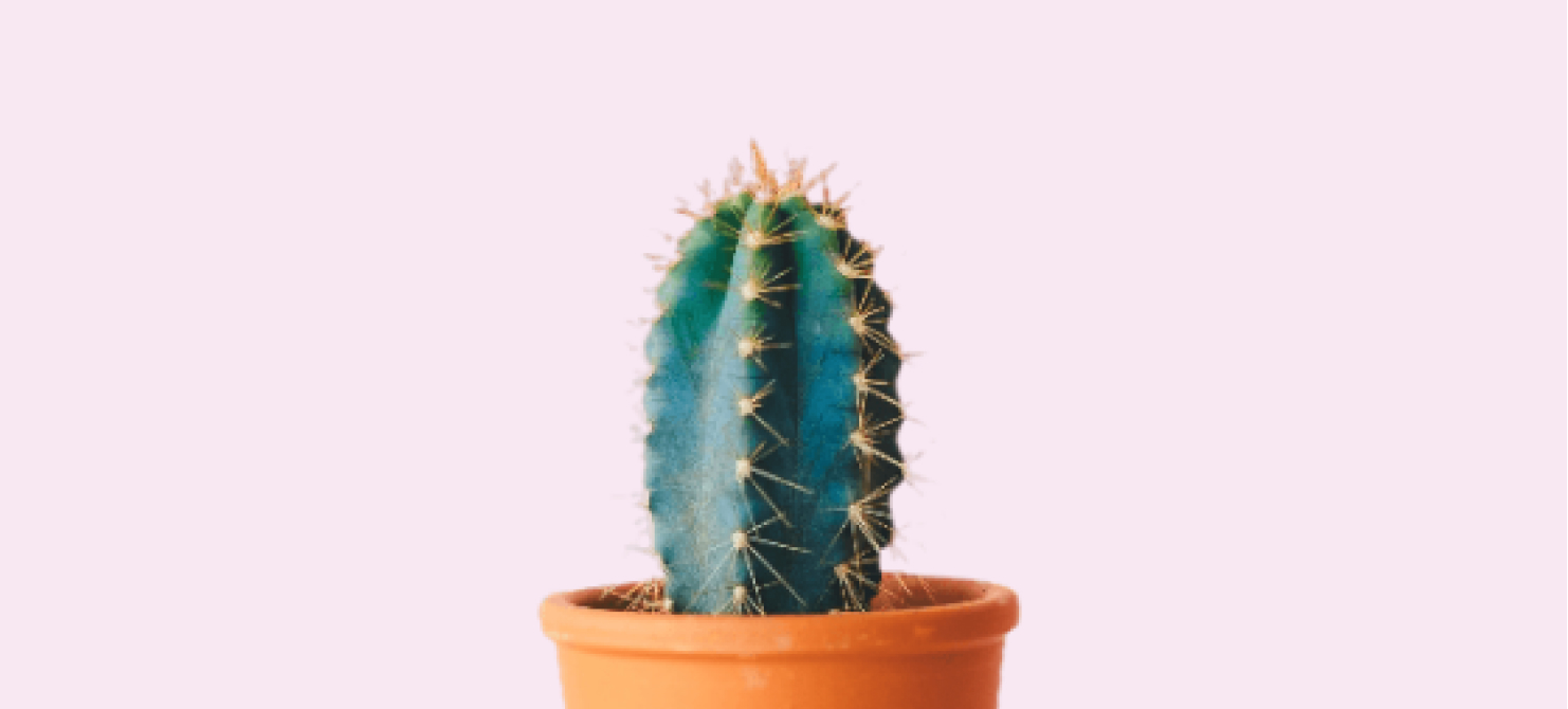 card header photo : containing cactus image